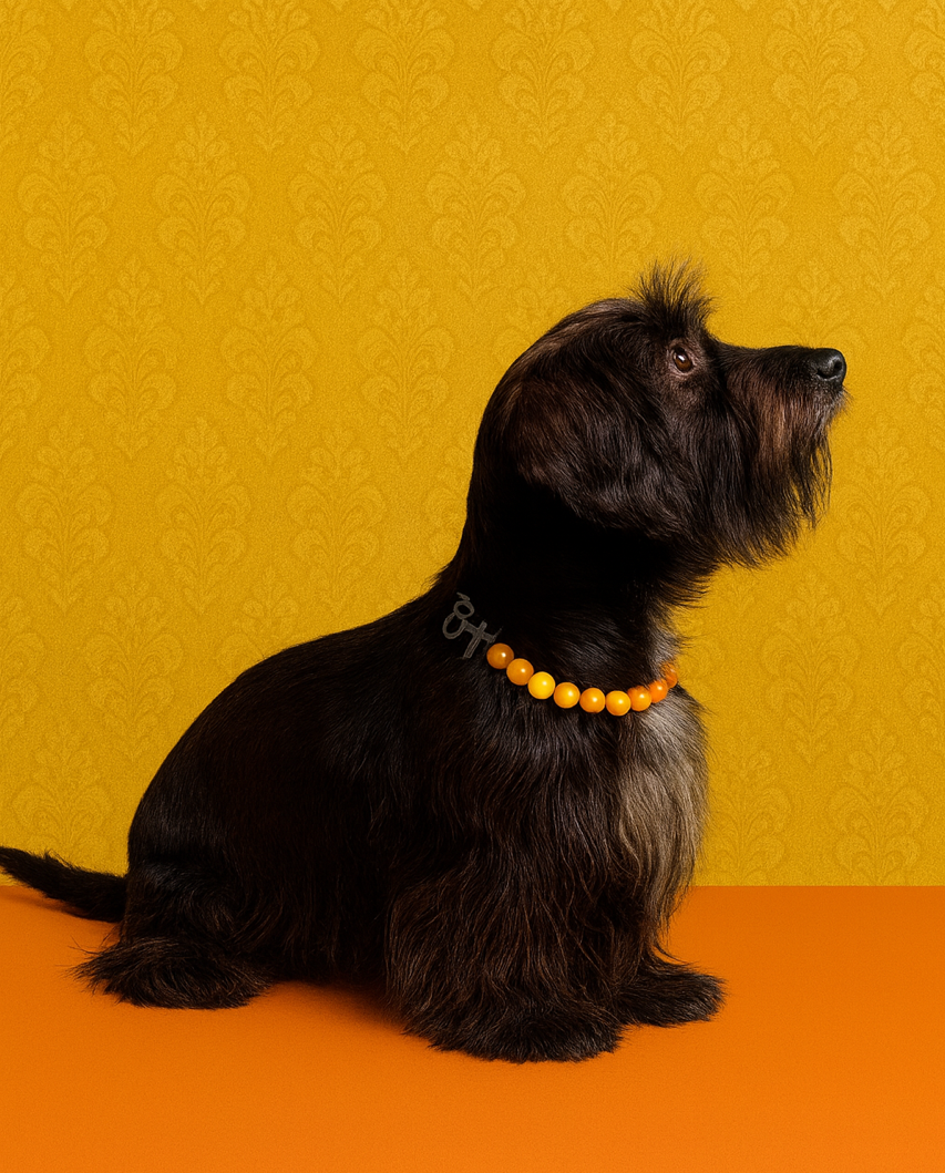 collier bijou perles chien